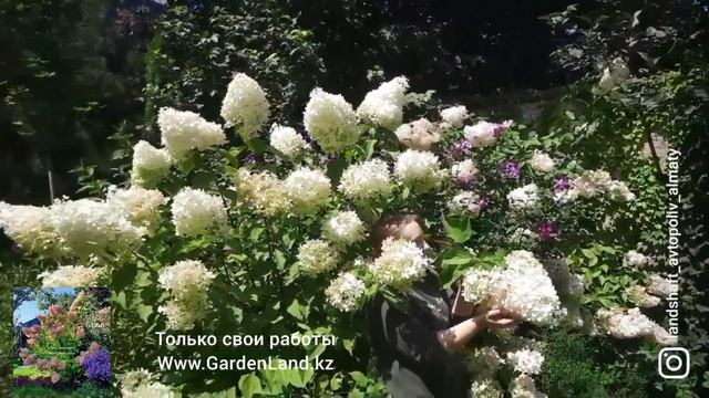 Гортензия метельчатая "Лаймлайт" - HYDRANGEA paniculata "Limelight" в Алматы. смотреть онлайн