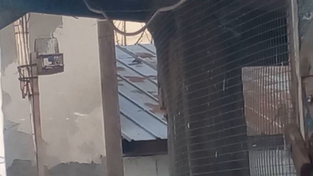Закрытие сезона ловли птиц смотреть онлайн