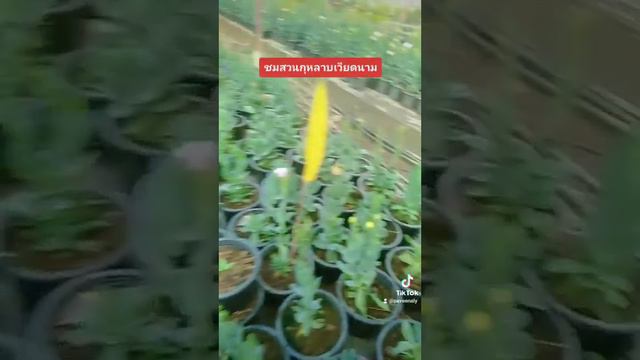 ชมสวนกุหลาบเวียดนามหรือลิซิแอนทัส смотреть онлайн