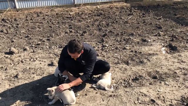 Хаски Родила Семерых Щенят - Little Husky Puppies Were Born смотреть онлайн