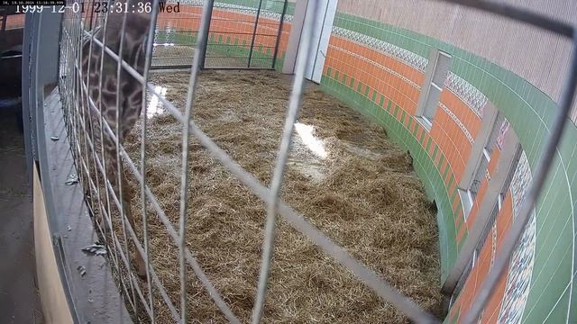 Рождение жирафа в Сибири (The birth of a giraffe in Siberia) смотреть онлайн