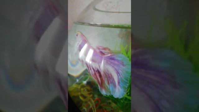 Новый питомец рыбка петушок! Которого зовут либо Немо либо Петя, 🐟 смотреть онлайн