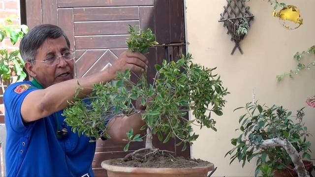 How to make Bonsai Ficus Microcarpa in (Urdu/ Hindi) Bonsai # 4 смотреть онлайн