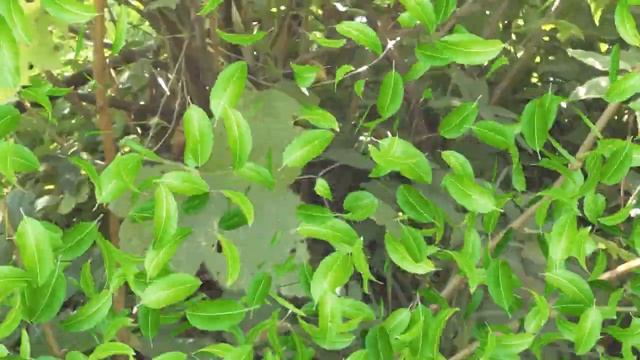 РЕЗУЛЬТАТ ОБРЕЗКИ ЧЕРНОЙ СМОРОДИНЫ . смотреть онлайн