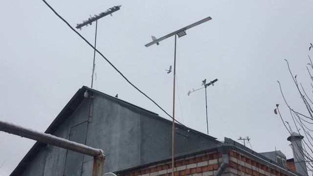 #Pigeons.Целеустремленность. смотреть онлайн