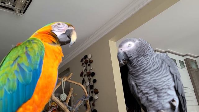 Сенька и Роник слушают Жана говоруна! смотреть онлайн