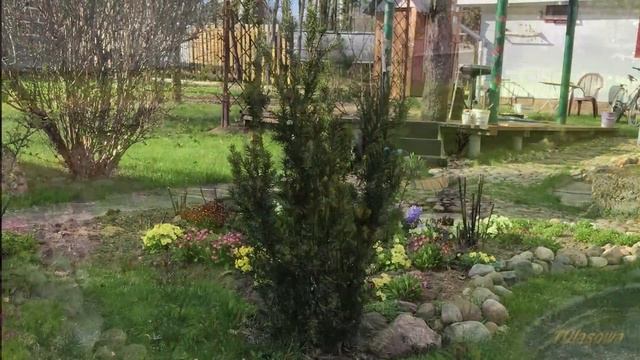 Ягодный тис 2018. Загородная жизнь.