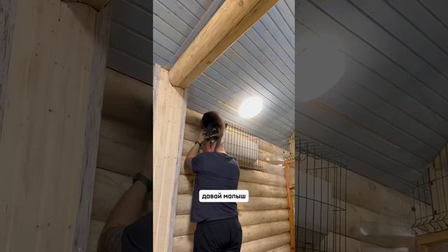 Енот Банди застрял!!! Вызывайте МЧС? смотреть онлайн