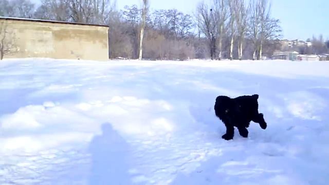 черный терьер Черногор . тренинг 20,01,19