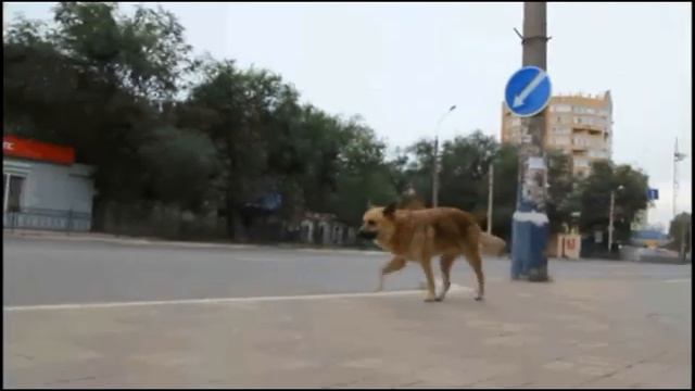 хатико на спутнике смотреть онлайн