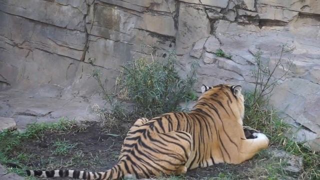 New Hybrid Cow Tiger big cat feline zoo amazing move over liger tigon leopon Grolar Bear смотреть онлайн