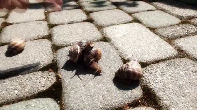 Виноградная #улитка. Сколько зубов у улитки, зачем ей слизь, что едят и другие #интересныефакты смотреть онлайн