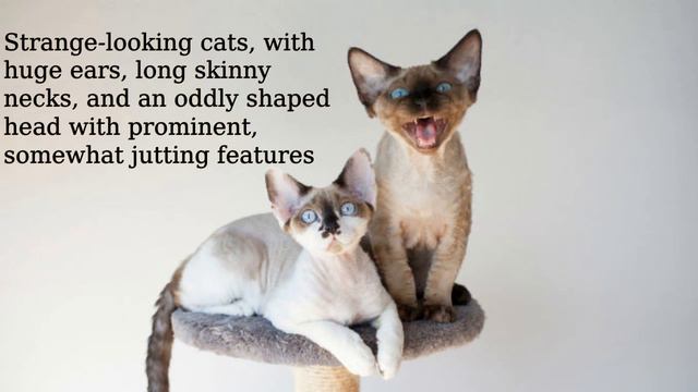 Devonshire Rex: mid-sized, short bodied смотреть онлайн