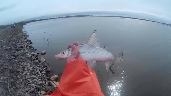 Конь Губарь. Необычные рыбы Амура. Horse Gubar . Unusual Amur fish.