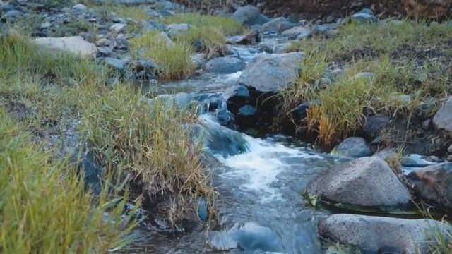 Camping In The Wind and Rain. Naturehike tent. Frog’s Hollow Bush Camp| ASMR| Hipcamp смотреть онлайн