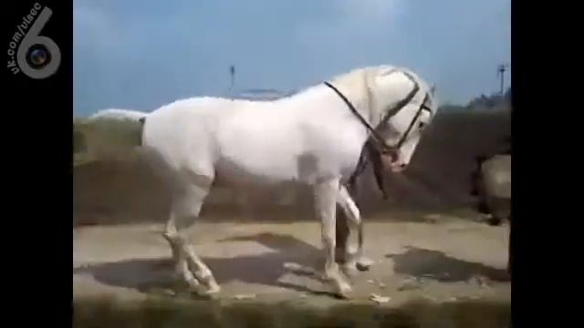 дагестанский конь смотреть онлайн