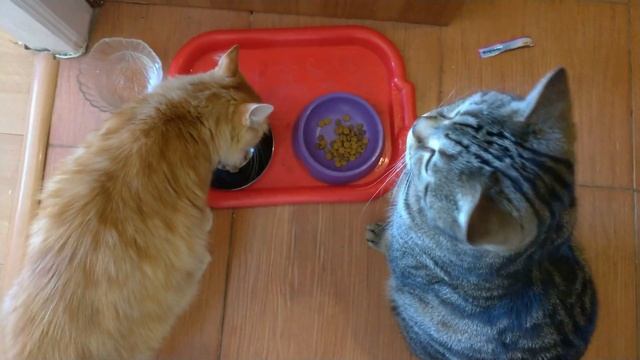 ДРАКА КОТОВ! РЫЖИЙ КОТ НАПАЛ ПЕРВЫЙ)).Коты просят есть)) смотреть онлайн