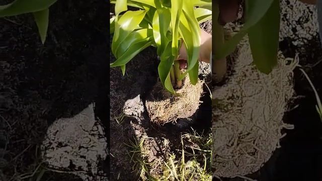 Весенний цветок рябчик Императорский или Фритиллярия #shorts #дача #сад #огород смотреть онлайн