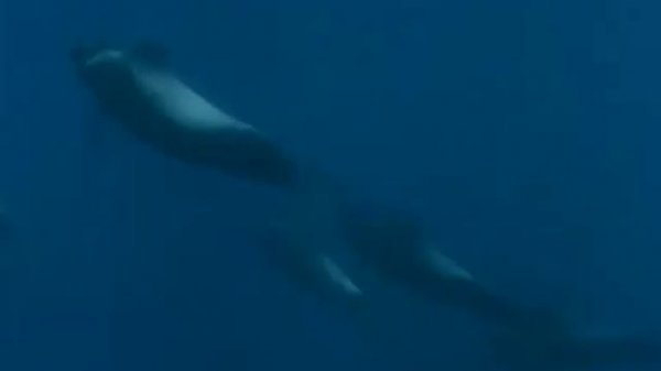 Река Меконг – Дунай Азии.