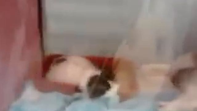 Выставка кошек: скоттиш-страйт, хайленд-страйт смотреть онлайн