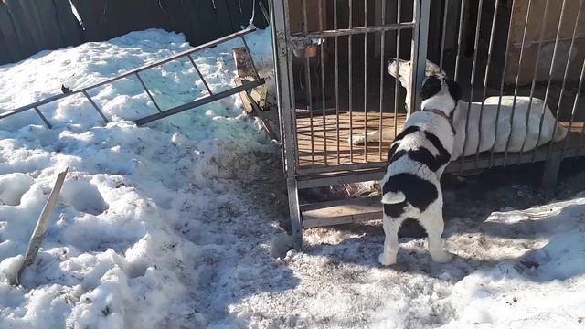 Не обычный алабай, с надписью на боку , напоминающего АЛЛАХ!!! смотреть онлайн