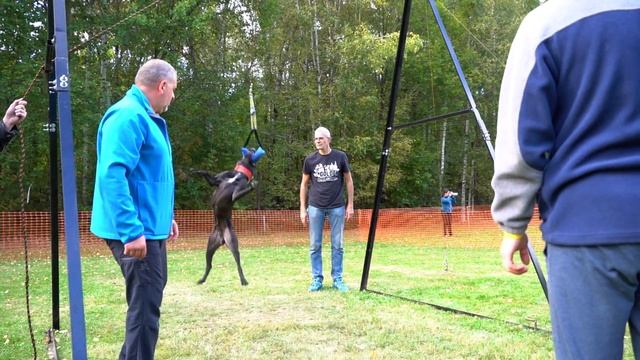 Чемпионат по питстафф многоборью "Осенний Марафон 2019". Pitbull competition "Autumn Marathon 2019" смотреть онлайн