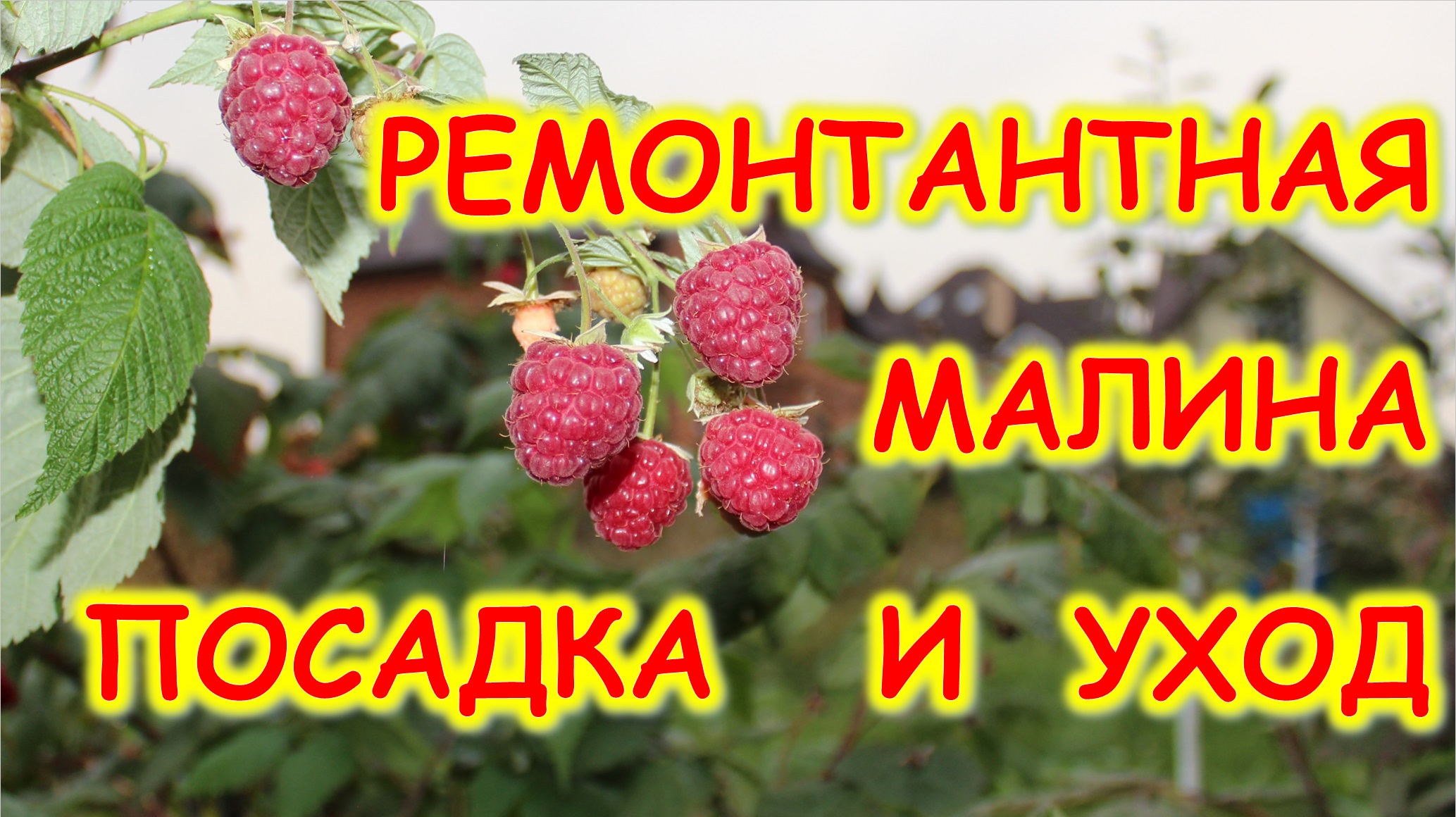 ремонтантная малина посадка и уход смотреть онлайн