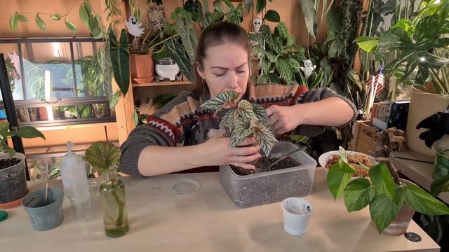 ˖°✧🌱Cozy plant chores🌿°｡⋆ Repotting Begonias, propogating Syngonium and making more moss poles