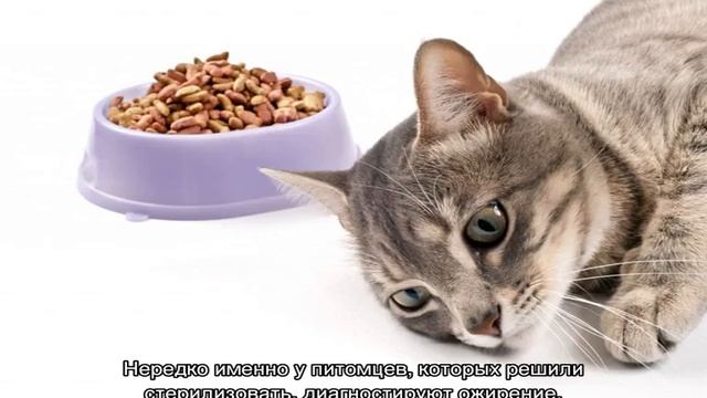 Сколько сухого корма нужно кошке в день: таблица смотреть онлайн