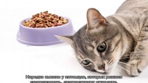 Сколько сухого корма нужно кошке в день: таблица