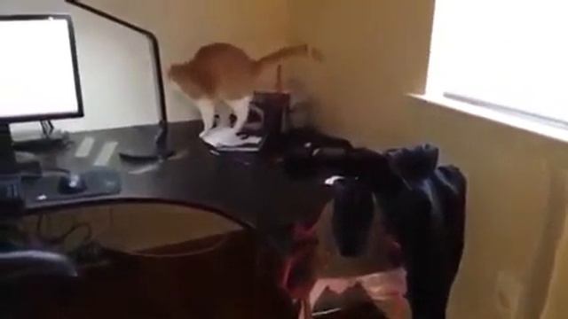 Как отучить кота ходить по столу360px смотреть онлайн