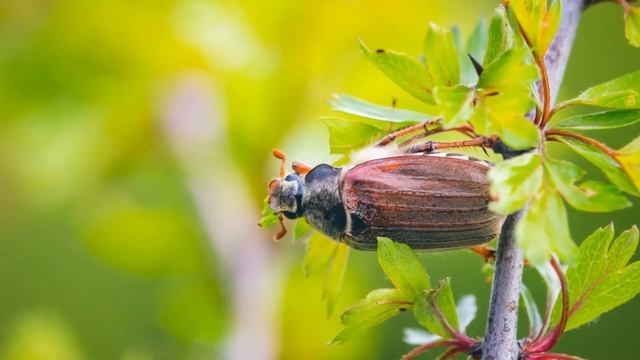 Звуки Майского Жука