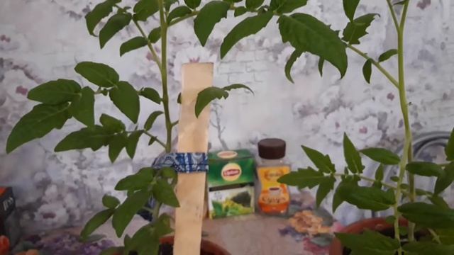 Обзор сорта томатов ..Японский комнатный..Сплошное недовольство. смотреть онлайн