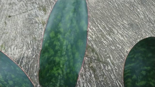 Sansevieria Nitida Vs Sansevieria Masoniana