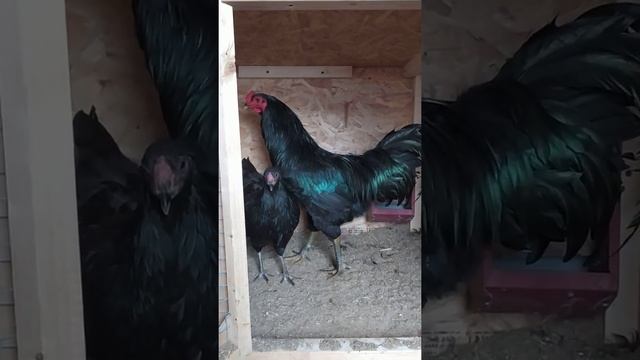 Куры Суматра. Описание породы, яйценоскость, какие яйца несут. Black Sumatra.