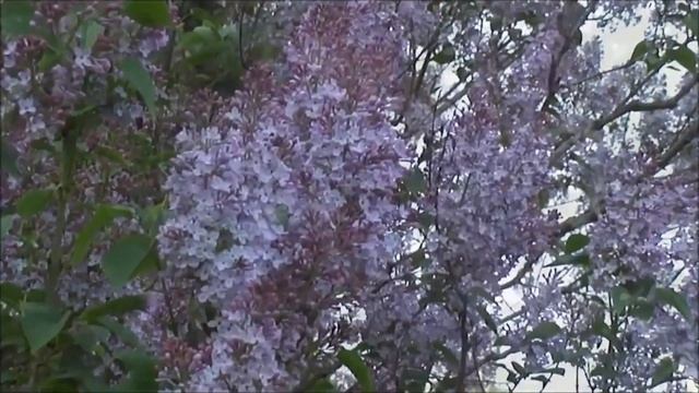 Воскресение - Ломилась в окна звездная сирень... смотреть онлайн