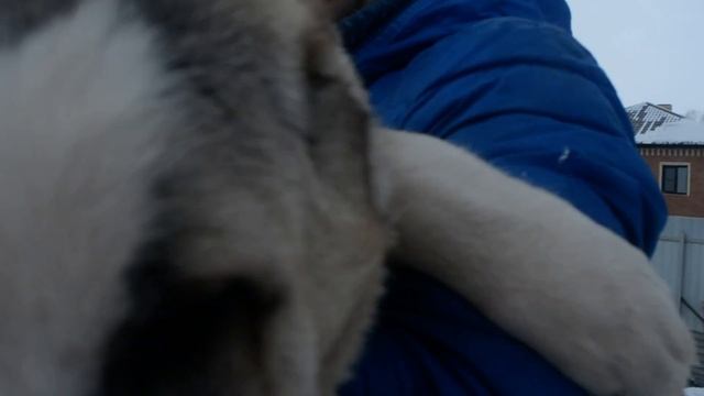 На продаже щенок сао, алабая, Гарджи Хан Сария ,3,5 мес.Дочь Самурая . смотреть онлайн