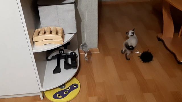 Сеймуррочка через игры и игрушки познаёт мир) смотреть онлайн