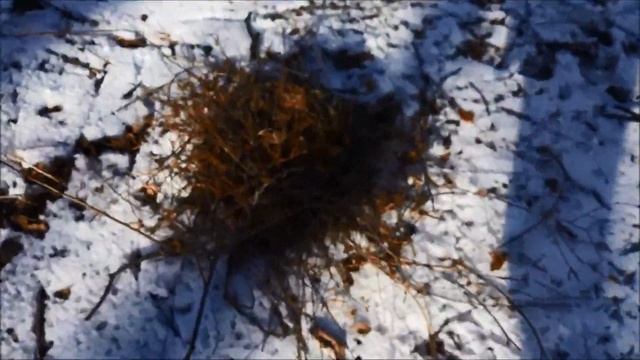 Дивеевский монастырь уничтожает, разоряет гнезда грачей и их яйца. Жестокое обращение с животными! смотреть онлайн