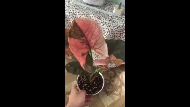 Saying MY last GOODBYE to a plant I SOLD || Syngonium Strawberry Ice - DARK FORM || SYNGONIUM GALAX смотреть онлайн