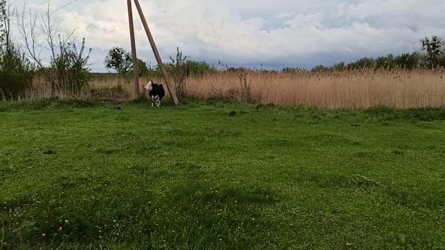 у меня самые грязные коровы в мире!!! грызуны в сарае ) смотреть онлайн
