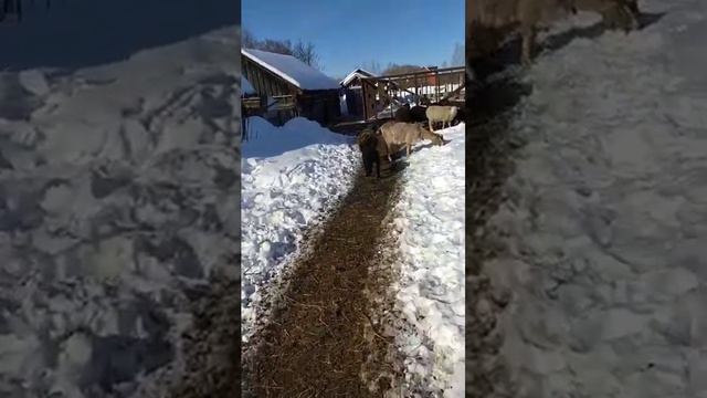 Тексель черный Ягнёнок возраст 2 месяца 20 кг вес ягненка смотреть онлайн