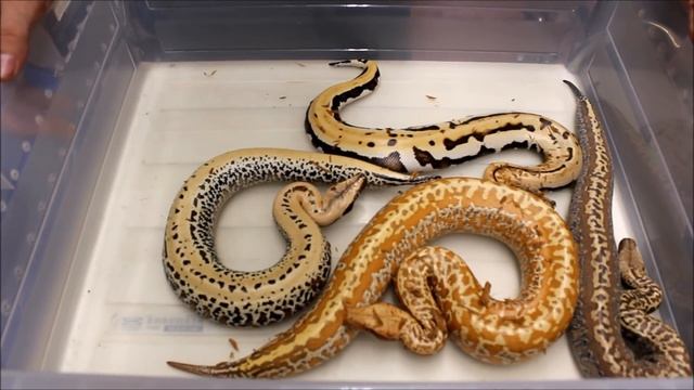 2016 Blood Python Morphs смотреть онлайн
