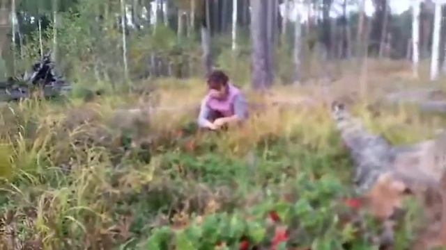 Сбор брусники. смотреть онлайн
