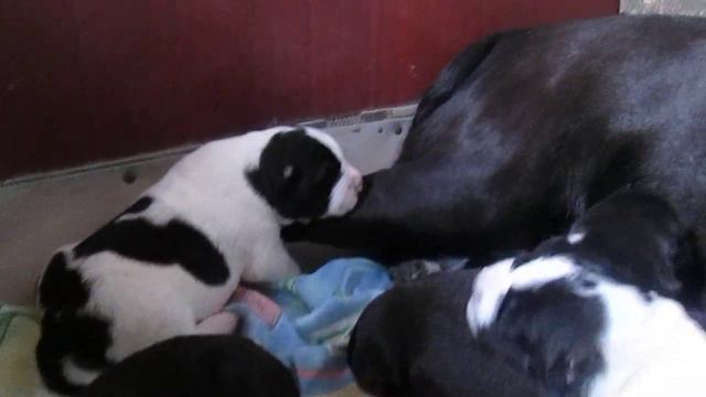 Щенки АЛАБАЯ. Резерв- продажа. смотреть онлайн