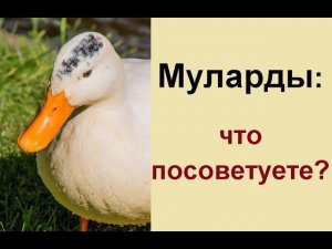 Утки муларды 67 дней - вес мяса