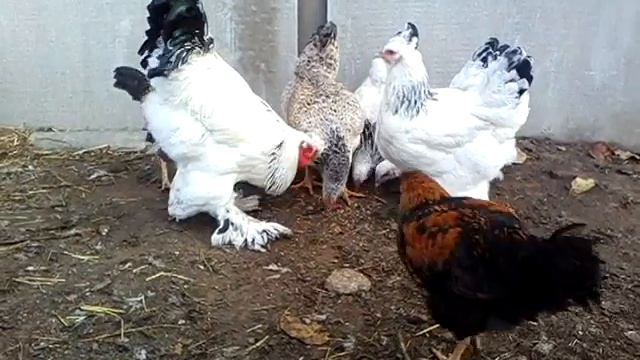 Брама колумбийская смотреть онлайн
