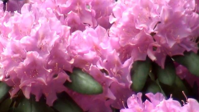 World's Biggest Rhododendron Flower Bush смотреть онлайн