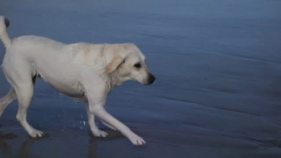 Тюлень и лабрадор смотреть онлайн