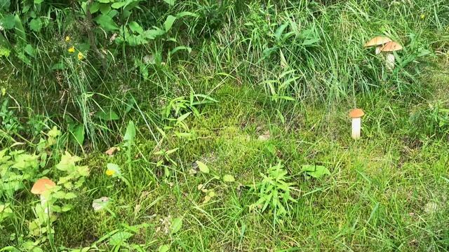 Грибная поляна - медитация для новых идей смотреть онлайн